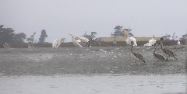 White Pelicans