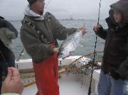 Silver salmon