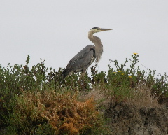 Heron