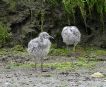 Baby Seagulls