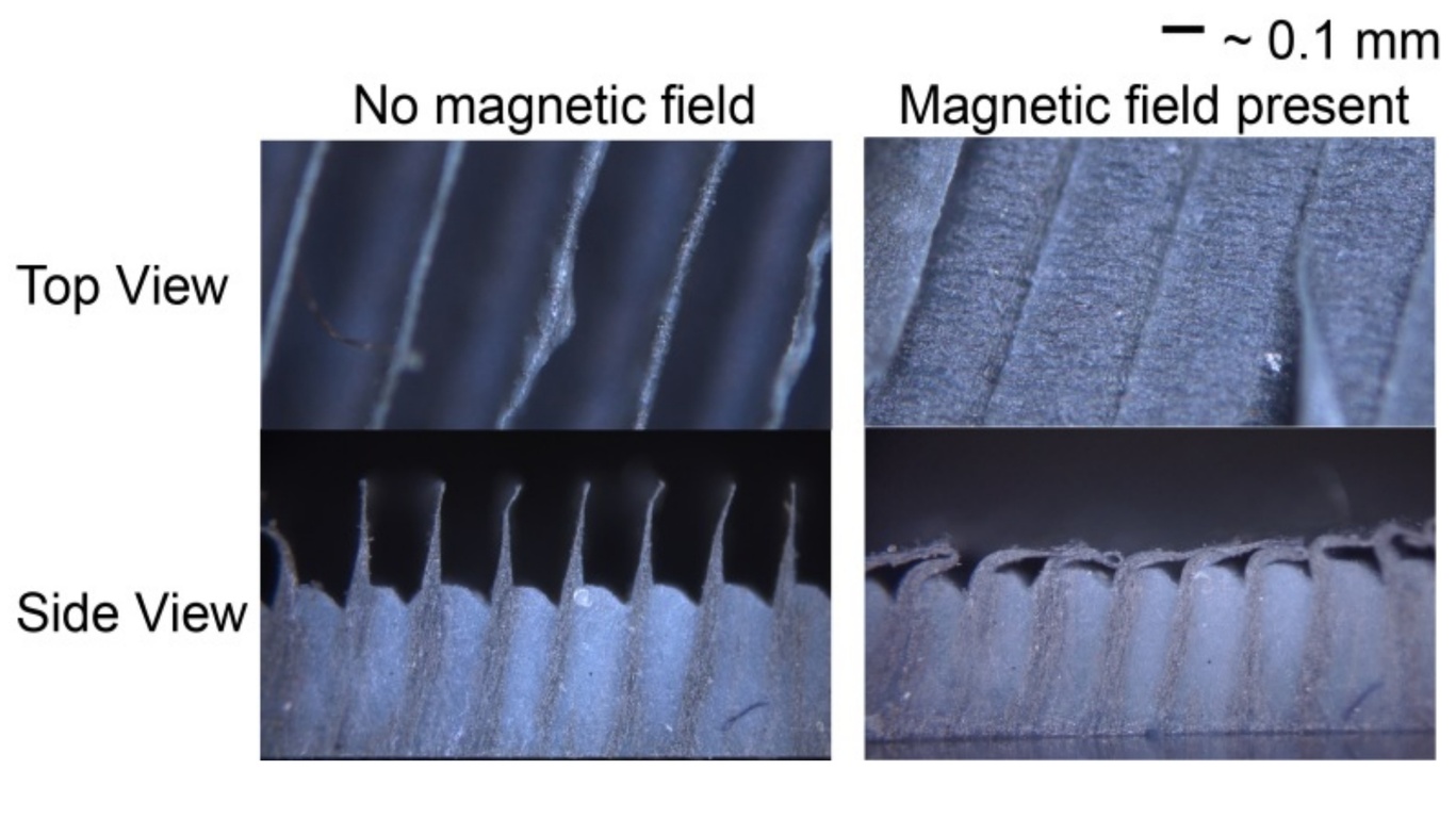 Magnetically actuated ridges